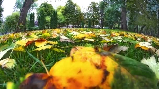 Durchzug im Wiesenherbst — Stockvideo