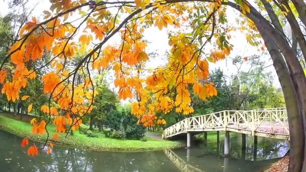 Parque natural no outono — Vídeo de Stock