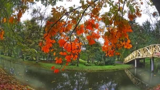 Naturpark im Herbst — Stockvideo
