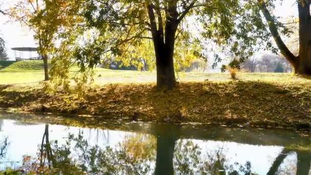 rivière en forêt d'automne 4k 