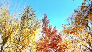 4k ormandaki sonbahar yürüyüş