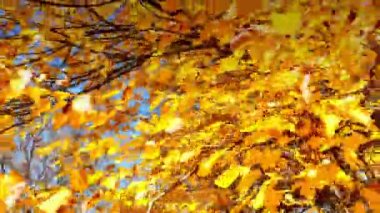 4k ormandaki sonbahar yürüyüş