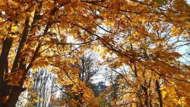 Höst promenad i skogen 4k — Stockvideo