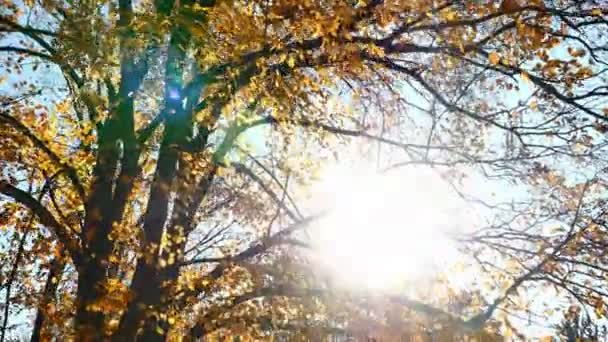 Herbstspaziergang im Wald 4k — Stockvideo