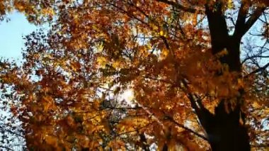 4k ormandaki sonbahar yürüyüş