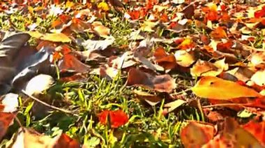 4 k yaprakları sonbaharda hareket