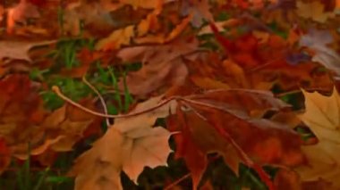 4 k yaprakları sonbaharda hareket