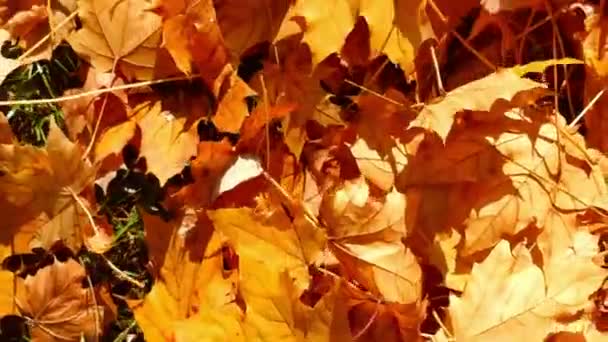 Se déplacer dans les feuilles d'automne 4k — Video