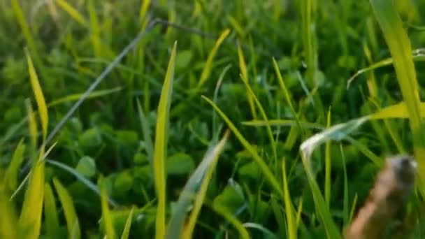 Se déplacer dans l'herbe 4k — Video