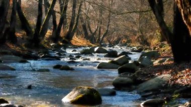 River rock ağaç sonbahar 4k