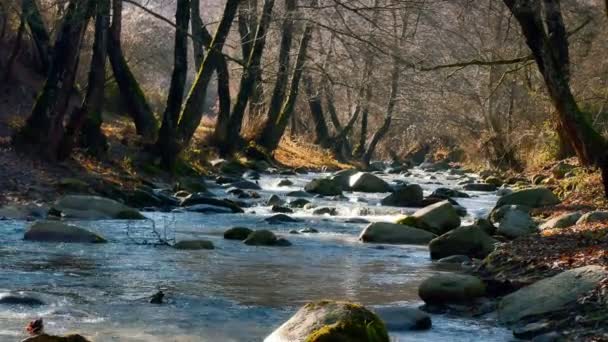 Árbol de roca de río otoño 4k — Vídeo de stock