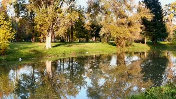 rivière en forêt d'automne 4k 