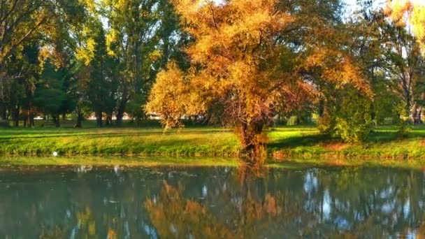 rivière en forêt d'automne 4k 