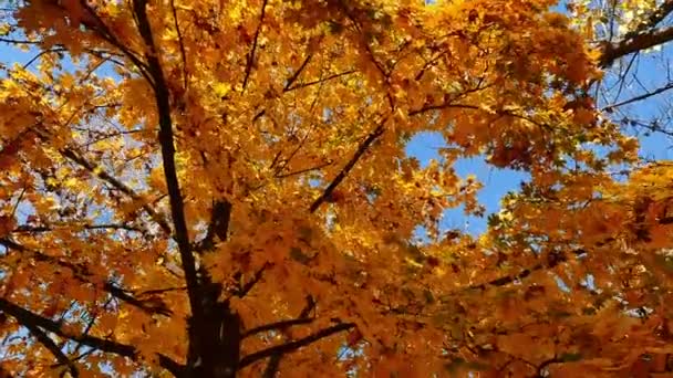 Paseo de otoño en el bosque — Vídeo de stock