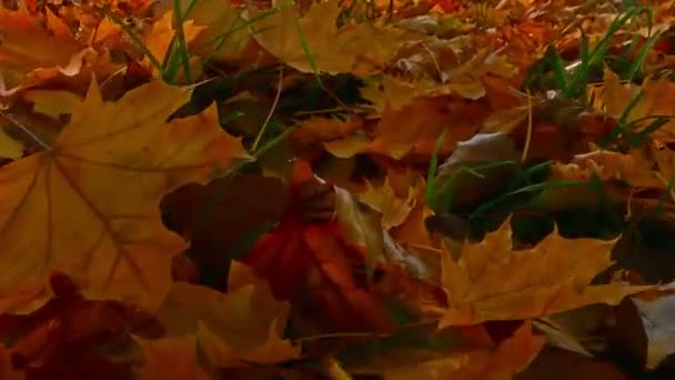 Переходимо крізь осіннє листя — стокове відео