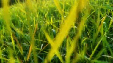 Otların arasında hareket