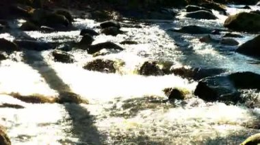 River rock ağaç sonbahar 4k