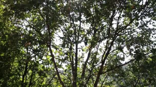 Naturliga träd skog — Stockvideo