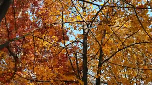 Paseo de otoño en el bosque 4k — Vídeo de stock