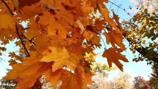 Paseo de otoño en el bosque — Vídeos de Stock