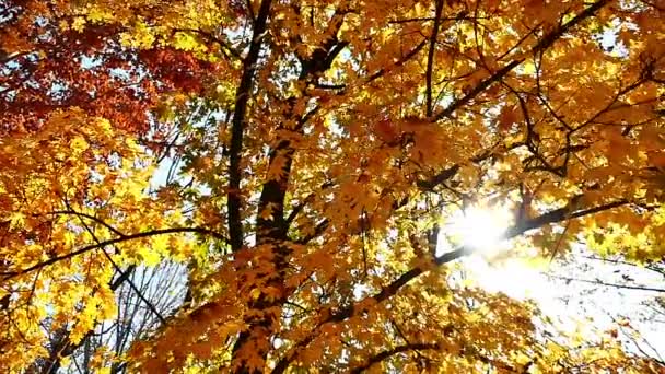 Herfstwandeling in het bos — Stockvideo