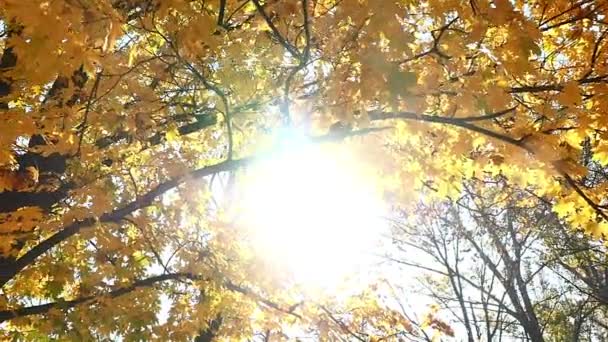 Ormandaki sonbahar yürüyüş — Stok video