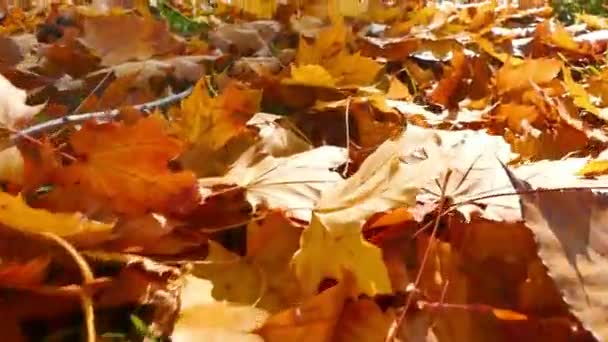 Перемещаясь в осенних листьях — стоковое видео