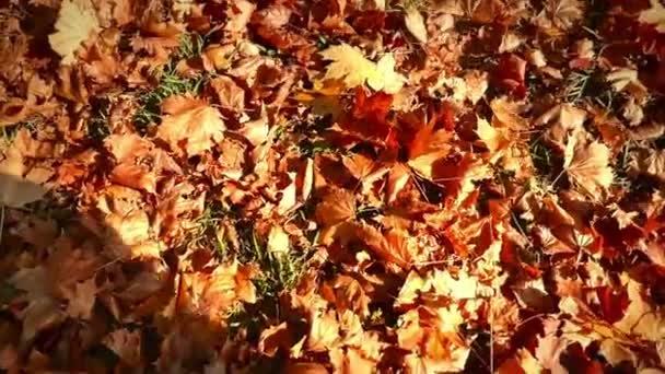 Moving through in autumn leaves — Stock Video