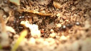 siyah karıncalar yuva 4k