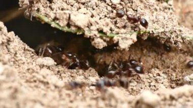 siyah karıncalar yuva 4k