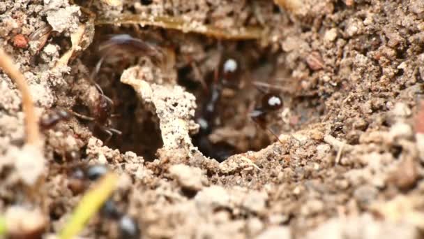 Черные муравьи в гнезде 4k — стоковое видео