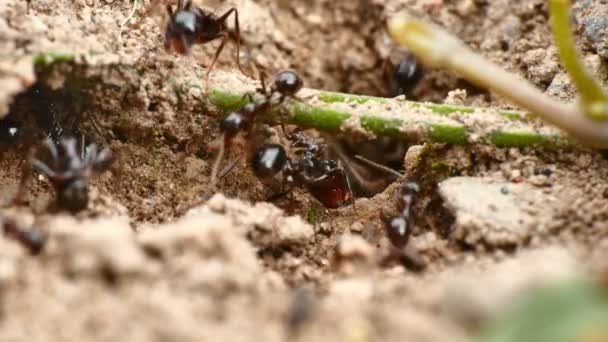 Černých mravenců v hnízdě 4k — Stock video