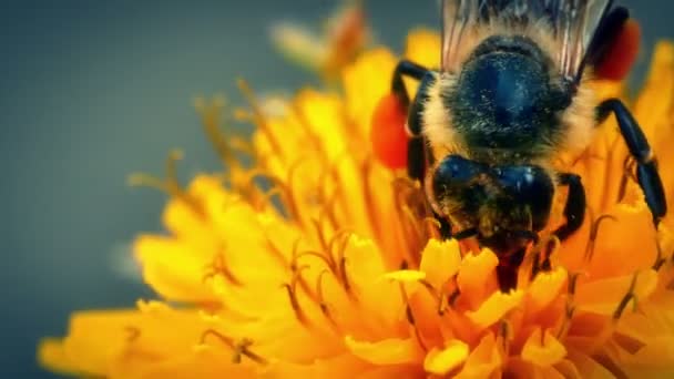 Пчела на желтых цветах 4k — стоковое видео