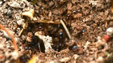 yuvadaki siyah karıncalar