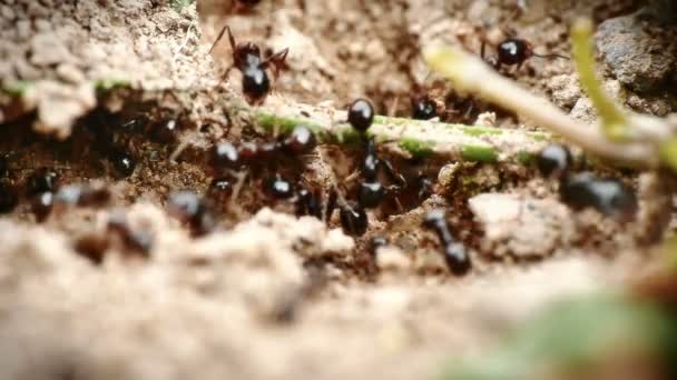 Black ants in the nest — Stock Video