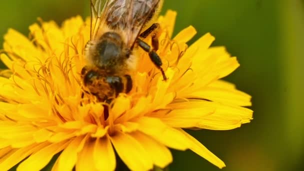 Пчела на желтых цветах — стоковое видео