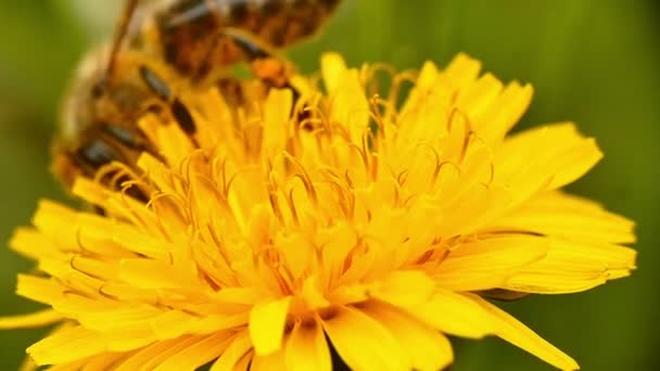 Μέλισσα πάνω κίτρινα λουλούδια — Αρχείο Βίντεο