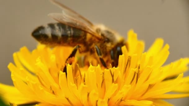 Abeja sobre flores amarillas — Vídeos de Stock