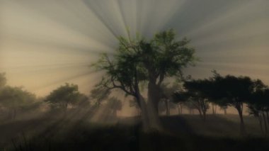 ağaç ray orman
