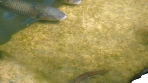 Poissons dans l'eau 4k — Video