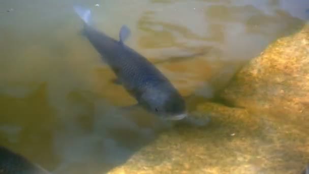 Peces en el agua 4k — Vídeos de Stock