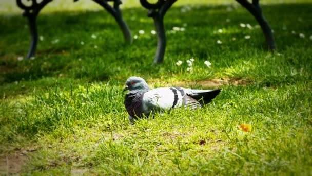 Palomas en el parque 4k — Vídeo de stock