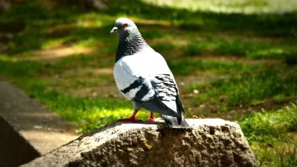Pigeons in park 4k — Stock Video
