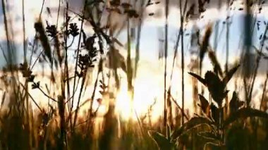 gün batımı çim 4k