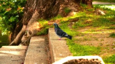 Güvercinler waterfront ağır çekim