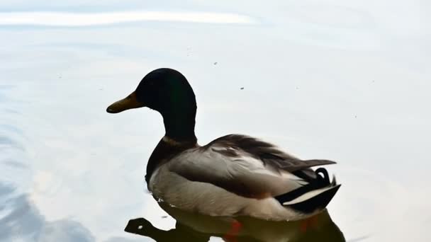 Duck in like slow motion — Stock Video