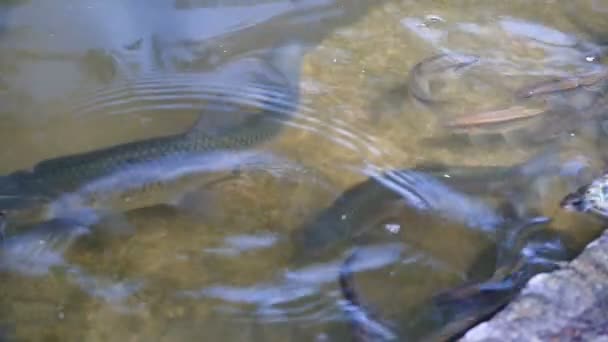 Peces en el agua cámara lenta — Vídeo de stock