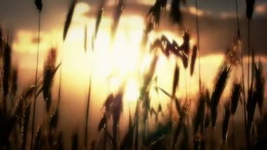 gün batımı çim ağır çekim