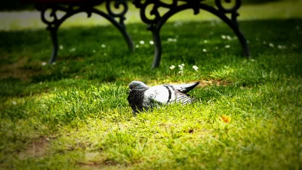 Pigeons in park slow motion — Stock Video