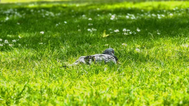 Pigeons in park slow motion — Stock Video